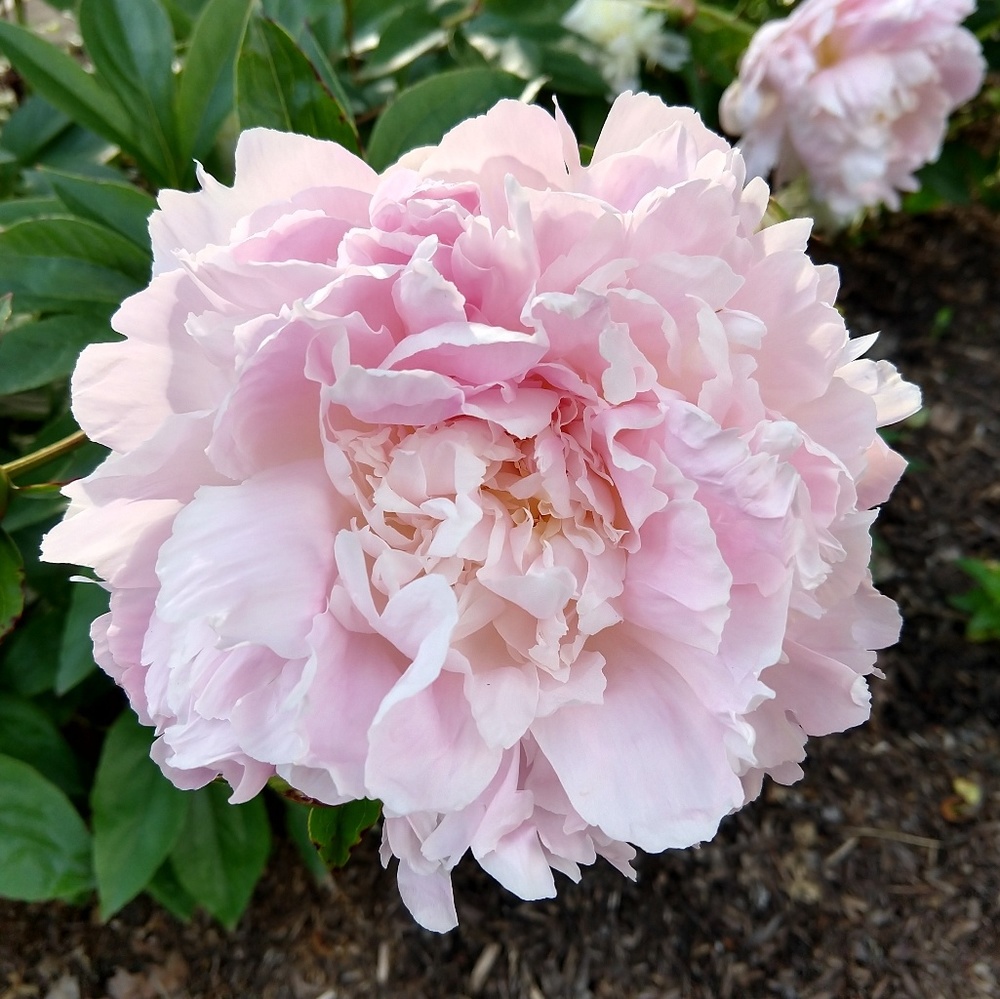 Meet your Posher, Marushka